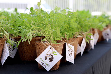 DIA MUNDIAL DEL SUELO